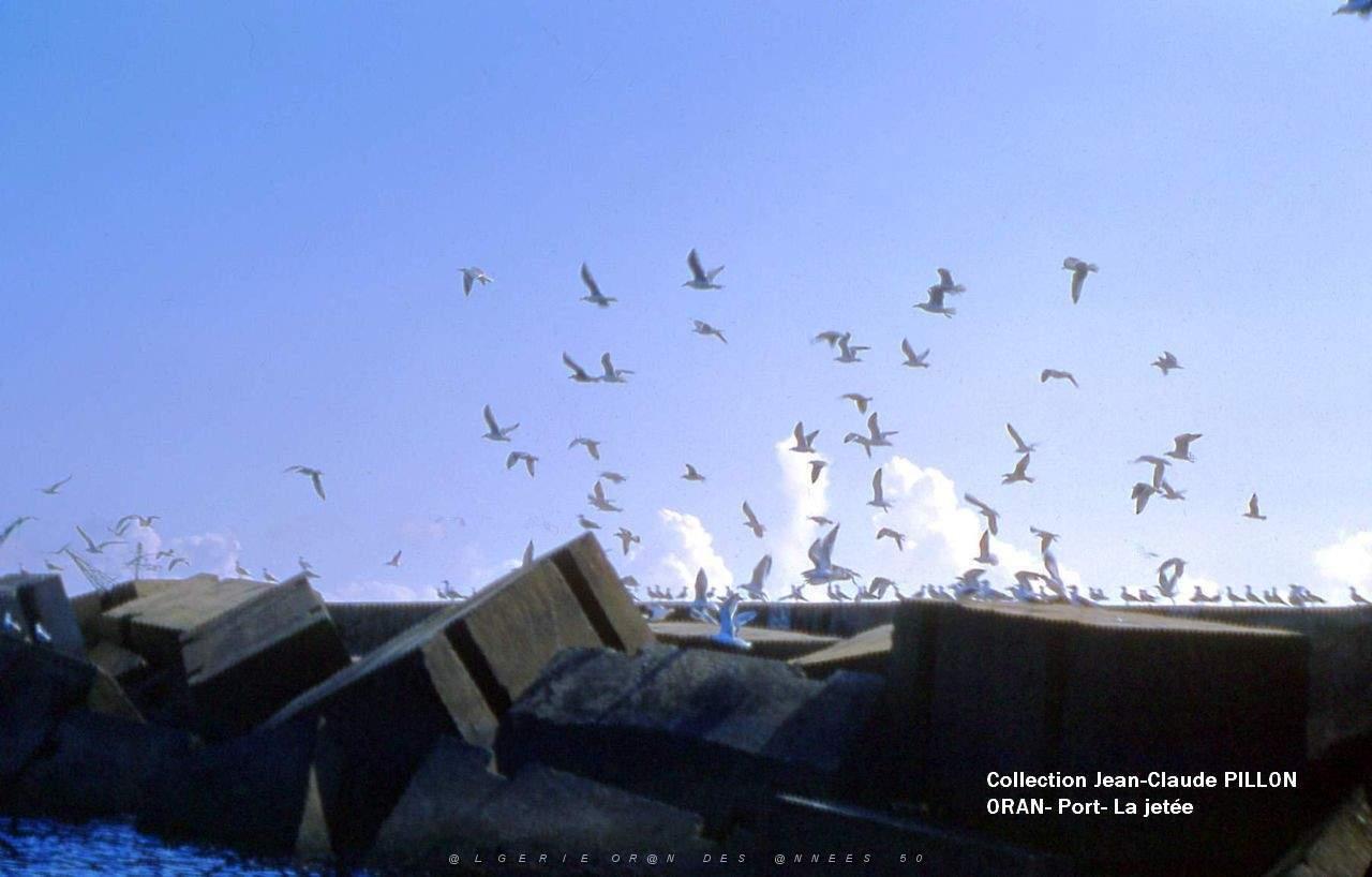 ORAN PORT MOUETTES-SUR-LA-JETEE2.jpg